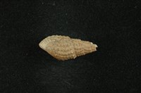 藏品(瘤蜷)的圖片